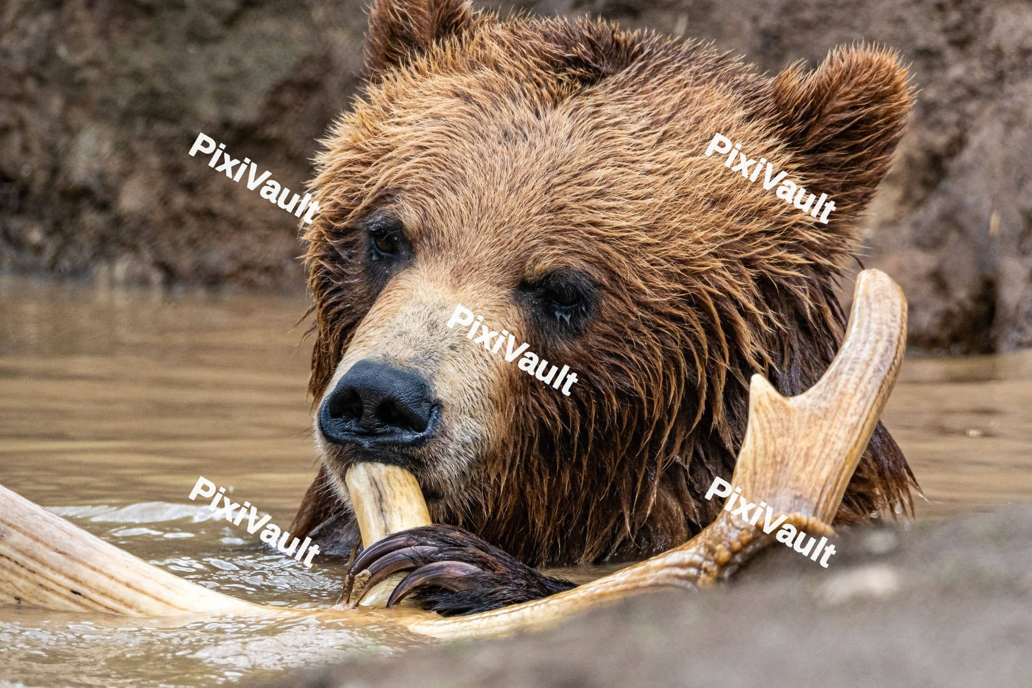 Grizzly Bear